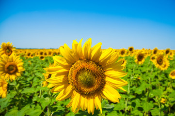 Sunflower field. Summer landscape