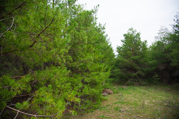 Fototapeta na wymiar Young pine forest