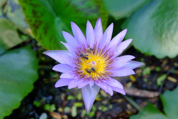 Closeup purple lotus flower with bee,natural background or wallpaper concept.