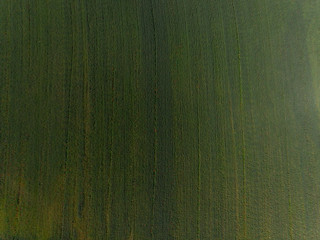 Aerial view of a poppy flowers in a wheat field shot from straight above with a drone in southern Sweden outside the village of Glumslöv. Red flowers on green background. 
