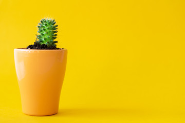 Potted house plant over a yellow bright background
