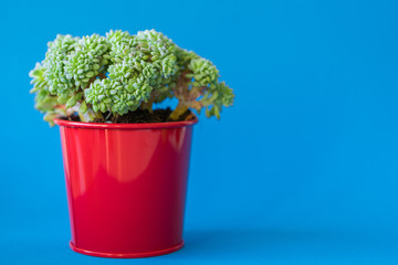 Succulent plant in a clay pot over a blue background