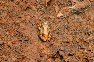 Konkan bush frog, Philautus bombayensis, Amba, Kolhapur, Maharashtra, India