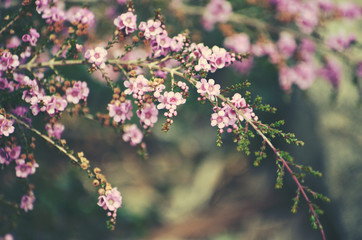 Delicate purple flowers of the Australian native shrub Thryptomene denticulata, family Myrtaceae. Endemic to Western Australia. Winter and spring flowering. Moody retro spring background.