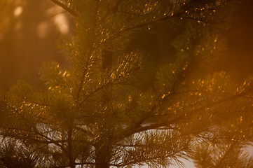 Obraz premium branch of a fit-tree in a sunlight