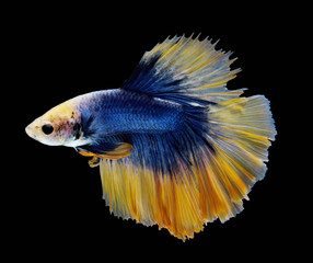 Dark blue and yellow  betta fish are fighting, Siamese fighting fish, Betta fish on black background