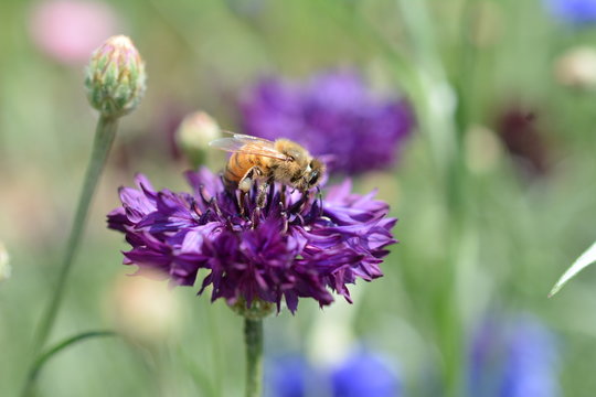 229 Best セイヨウミツバチ Images Stock Photos Vectors Adobe Stock 229 Best セイヨウミツバチ Images Stock Photos Vectors Adobe Stock