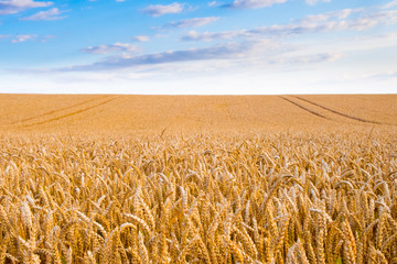 Naklejka premium Wheat field in the evening. Ripe wheat ready to harvest.