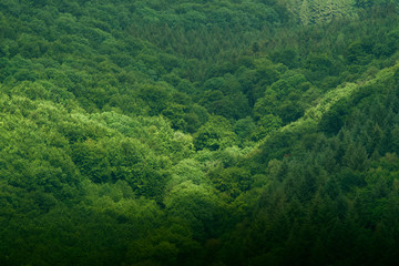 background pattern structure, fresh green jungle forest with oak and beech trees green lung carbon dioxide