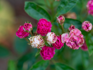 Obraz na płótnie Canvas Fairy Rose, Red Pygmy Rose, Red Rosa chinensis, Rosachinensis Jacq.var.minima voss (Rosaceae)