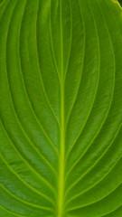 Flowers grow in a flower bed in the garden 