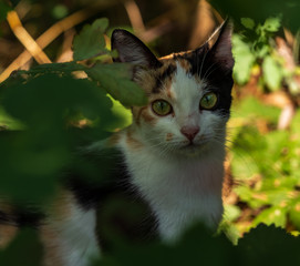 domestic cat stands in thickets of grass, pets