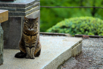 森の中で瞑想をする猫