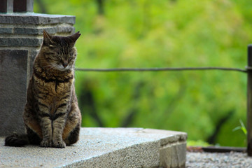 森の中で眠そうにしている子猫