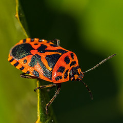 red bug crawling on the leaf