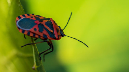red bug crawling on the leaf,