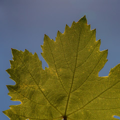 green leaf of grapes on a bush in the garden, still life
