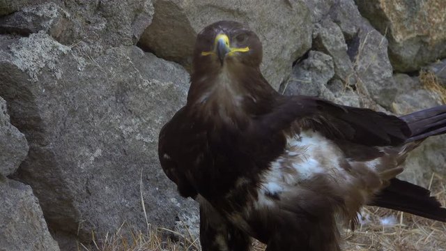 Mountain Eagle Looking and Peeking Around