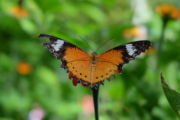 Close up only one orange butterfly on an orange flower in an outdoor flower garden.