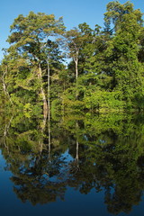Trees in the rainforest near Puerto Narino at Amazonas river in Colombia