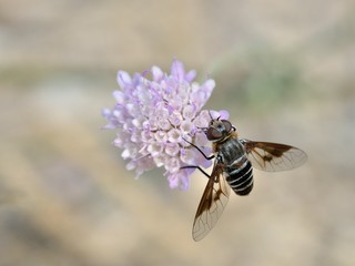 Bee Fly (Heteralonia rivularis), Greece