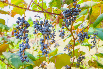 収穫期のヤマブドウ