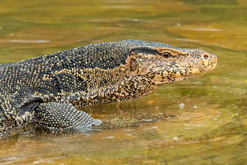 Asian water monitor lizard walking on shallow  water