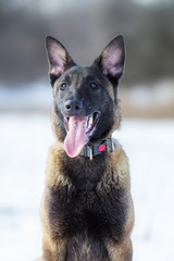 Belgian Shepherd Malinois dog in winter