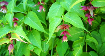 Himalayan honeysuckle showy and bright flowers and  green foliage. Other names Leycesteria formosa, Flowering nutmeg, Himalaya nutmeg or Pheasant berry. Native to the Himalaya and southwestern China.