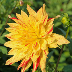 Gelbe Dahlie mit roten Streifen