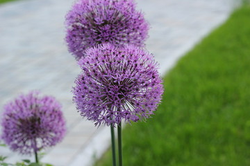 Blütenstände vom Lauch