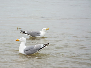 Silbermöwen, Laridae, auf dem Wasser