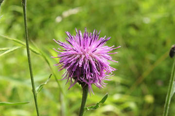 Blüte einer Flockenblume
