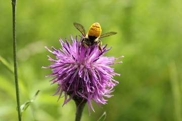 Blütenhonig: Biene sammelt Pollen