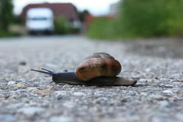 Schnecke mit ihrem Schneckenhaus