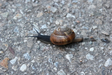 Schnecke mit ihrem Schneckenhaus