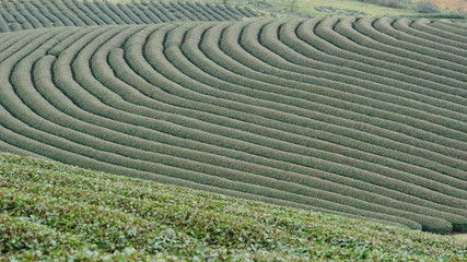 Moc Chau tea hill of Son La Vietnam looks far away