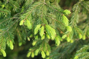 Triebe an einem Nadelbaum (Fichte)