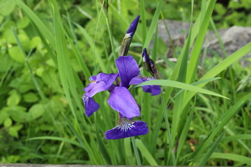 Schwertlilie in voller Blüte