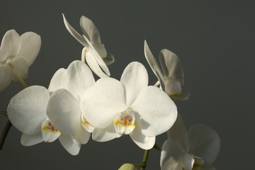 white orchid and a grey wall on the background with copy space for your text
