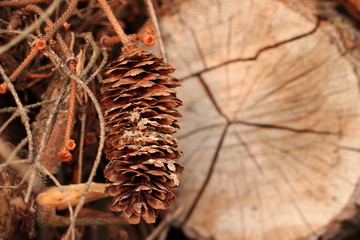 Fichtenzapfen liegt im Wald