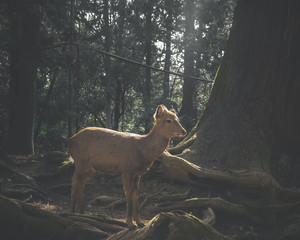 A liitle deer in forest
