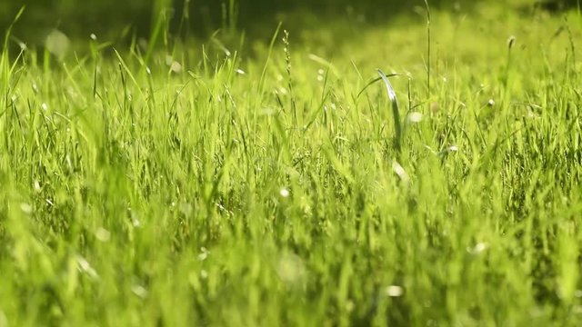Close up green fresh grass on the lawn with sun sparkles 