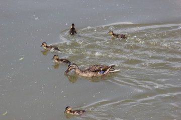Entenmutter mit Küken