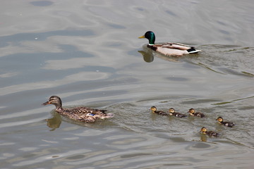 Entenfamilie: Stockenten