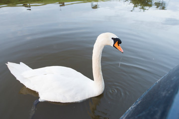 Large mute swan swimming on water