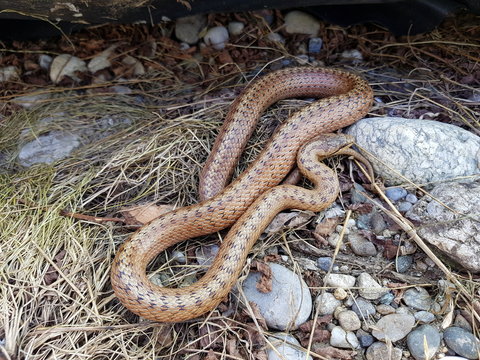 Heimische Schlangen: Schlingnatter, Glattnatter