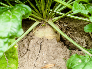 Rüben in Nahaufnahme