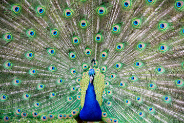 Fototapeta premium Close up of Peacock with its wings open