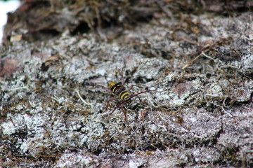 Wespenbock: Eichenwidderbock krabbelt über Rinde © rbkelle